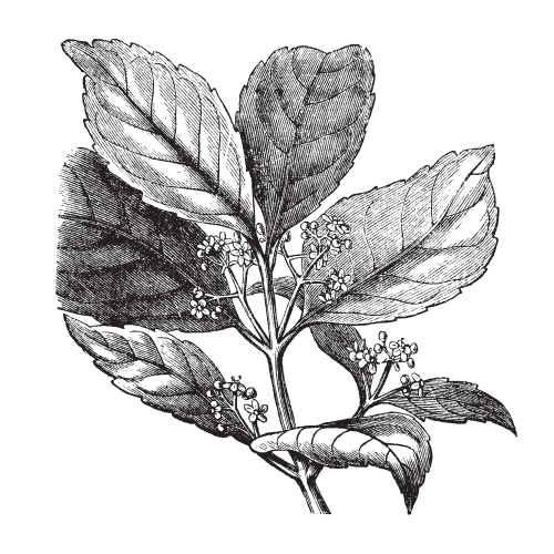 Yerba historia 1