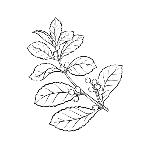 Yerba historia 2