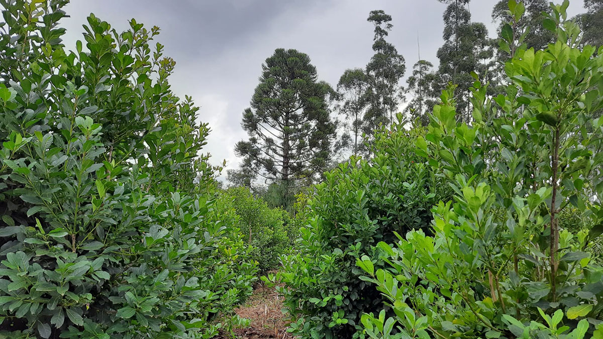 Cultivo